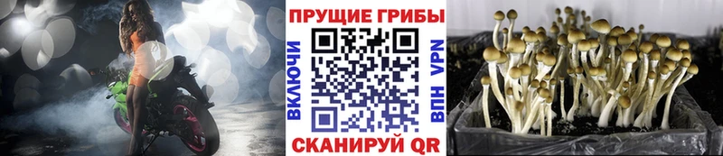 купить наркоту  Ивангород  Галлюциногенные грибы Magic Shrooms 
